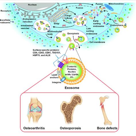 A Bmsc Derived Exosomes Induced Osteogenic Differentiation Of Hmscs