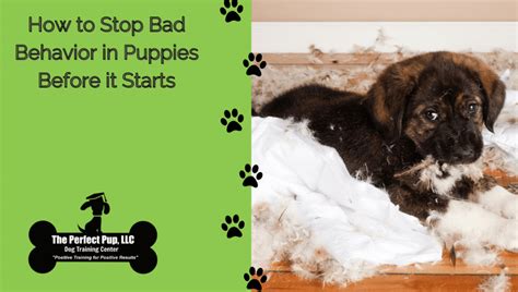 How To Stop Bad Behavior In Puppies Before It Starts The Perfect Pup