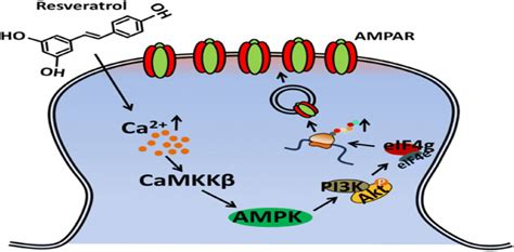 Schematic Diagram Of Potential Signal Transduction Pathway Regulation