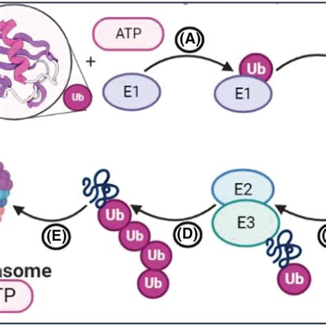 Intracellular Signalling Pathways Regulating Protein Breakdown In