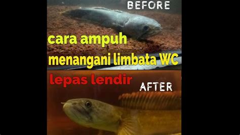 CARA AMPUH MENGATASI LIMBATA WC LEPAS LENDIR YouTube