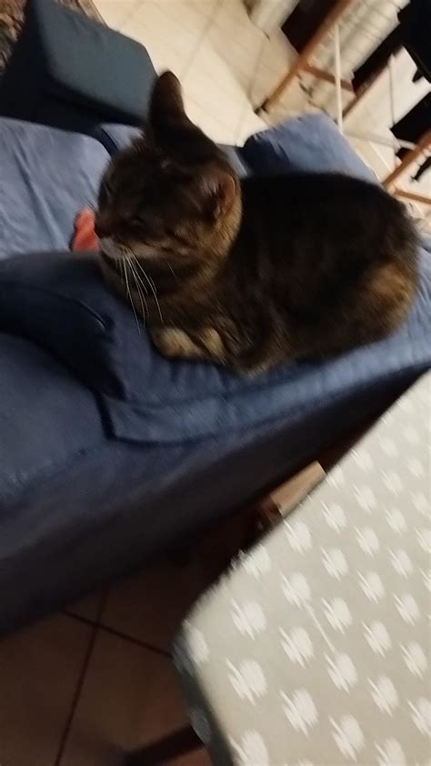 My Pussy Claims Her Domain On The Couch R Teenagersbuthot