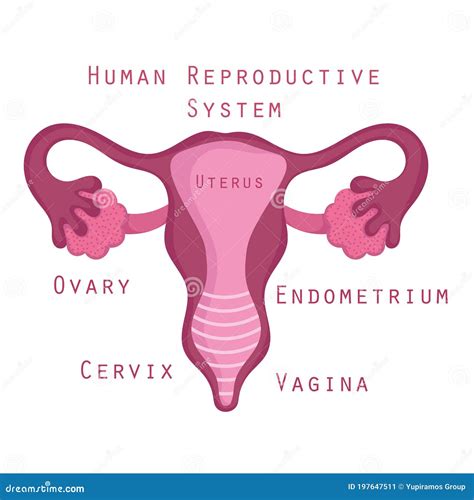 Female Human Reproductive System Anatomy Parts Organ Stock Vector