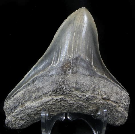 Serrated 406 Posterior Megalodon Tooth Georgia For Sale 37108