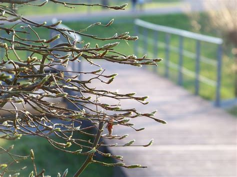 Free Images Tree Nature Grass Branch Leaf Flower Spring Green