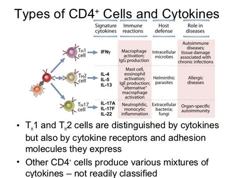 Immunology Chapter 9 Activation Of T Lymphocytes