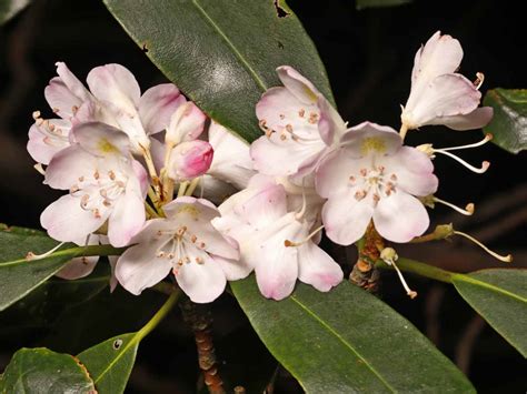 Rosebay Great Laurel Rhododendron Maximum Western Carolina Botanical Club