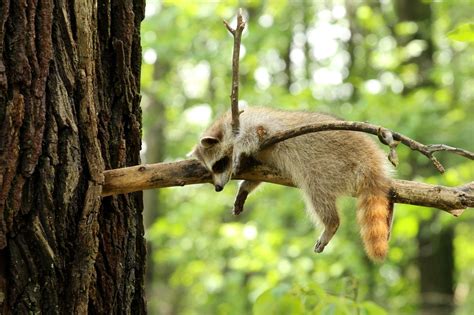 Raccoon Tree Branch Forest Wallpapers Hd Desktop And Mobile