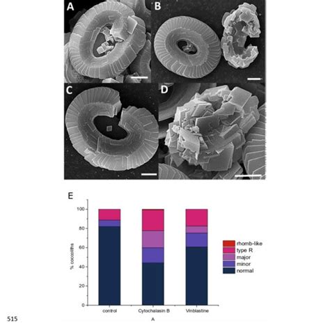 Scanning electron micrographs of the morphological categories of C ... 
