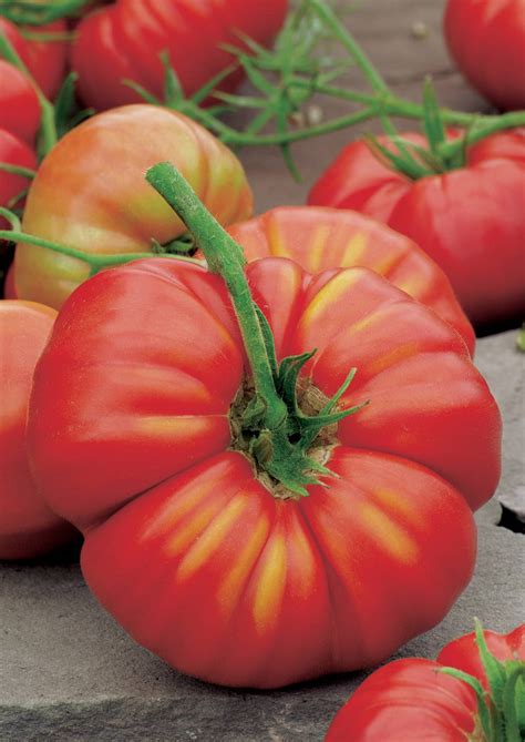 Tomate Beefsteak G Graines De Legumes