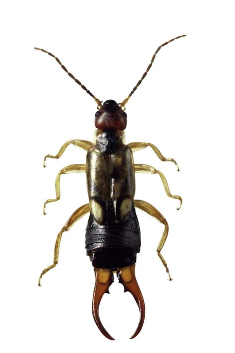 How to Get Rid of Earwigs on Daylilies