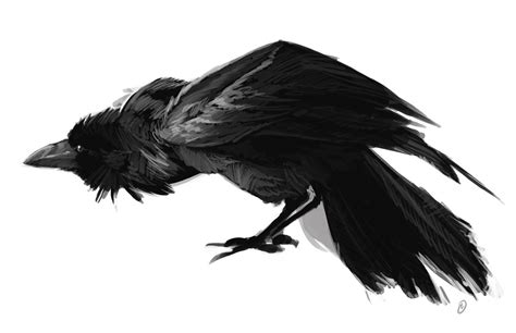 Evil Crow Sketch