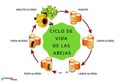 O Ciclo De Vida Das Abelhas Fases E Esquema