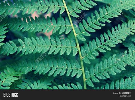 Fern Macro Photography Image And Photo Free Trial Bigstock