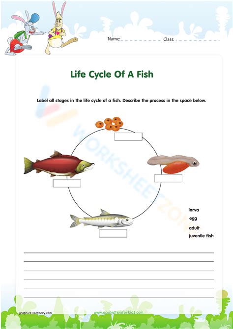 Free Printable & Interactive Life Cycle Worksheets