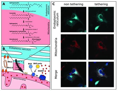 Inter Organellar Communication With Mitochondria Regulates Both The