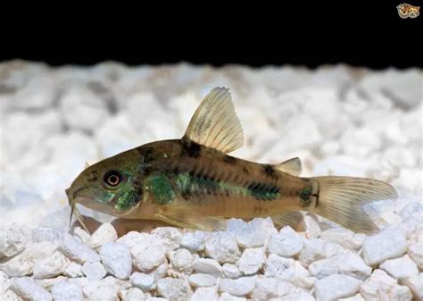 12 Best Bottom Feeder Fishes For Your Aquarium Guide