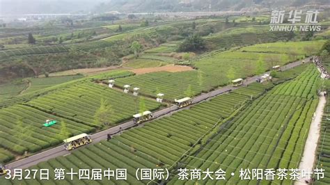 浙江松阳茶叶节：以香茶会天下之友凤凰网视频凤凰网