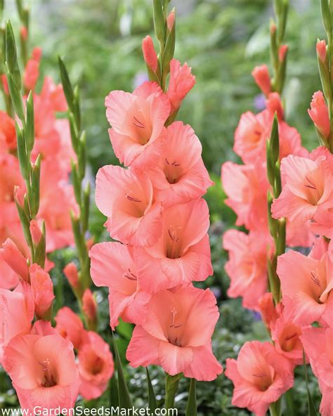 Gladiolus Kardvirág Sugar Babe Giga csomag db Garden Seeds Market Ingyenes