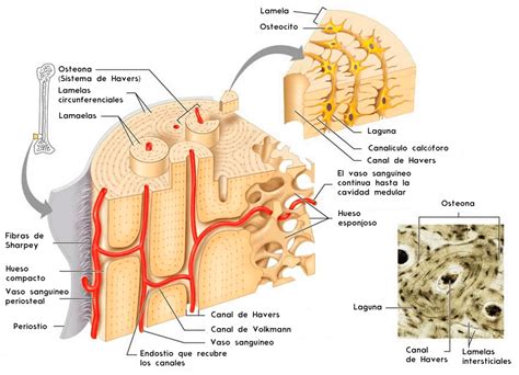 Huesos Mind Map