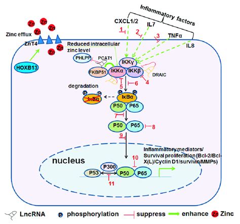 Nf κb Inflammatory Signaling As A Contributor To Crpc Development And