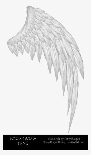 Alas - Ala De Angel Izquierda Transparent PNG - 789x572 - Free Download ...