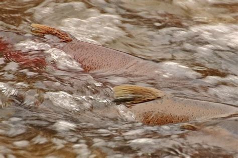 How To Catch Kokanee And Other Landlocked Salmon Species