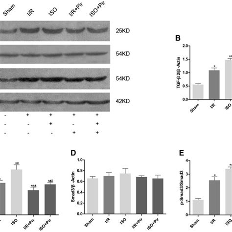 Protein Expression Levels And Western Blot Analysis Of Tgf β2smad3