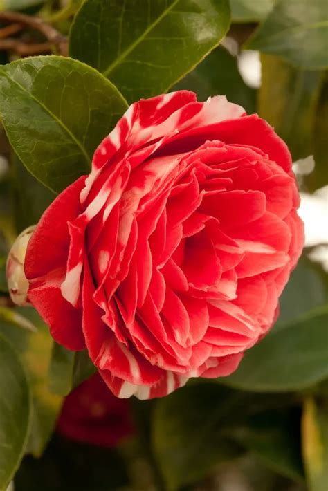 Camellia 'Middlemist's Red': The Rare and Resplendent Floral Treasure ...