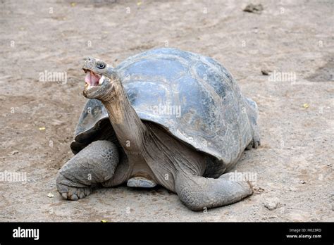 Galapagos Tortoise Galapagos Giant Tortoise Guntheri Chelonodis