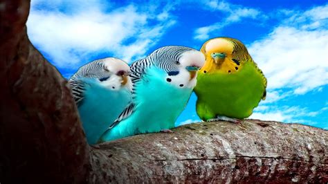 Parakeet Budgie Parrot Bird Tropical Wallpapers Hd Desktop