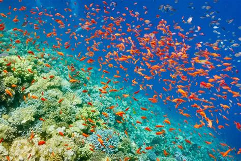 Descubre la fascinante importancia del buceo en el Mar Rojo un paraíso