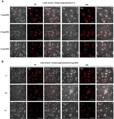 Optimizing Co Transfection Efficiency Of Ladl Constructs By Testing