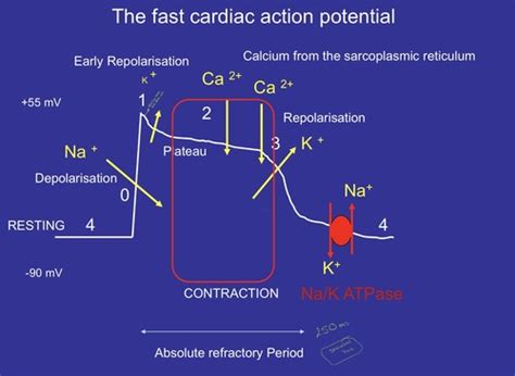 Lecture 6 Cardiac Arrhythmia Drugs Flashcards Quizlet