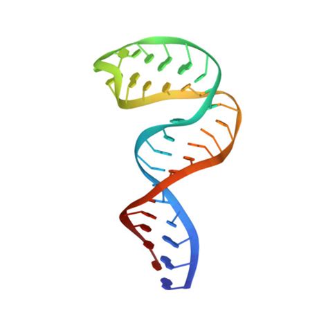 Rcsb Pdb 2lhp High Resolution Nmr Solution Structure Of Helix H1 Of The Chimpanzee Har1 Rna