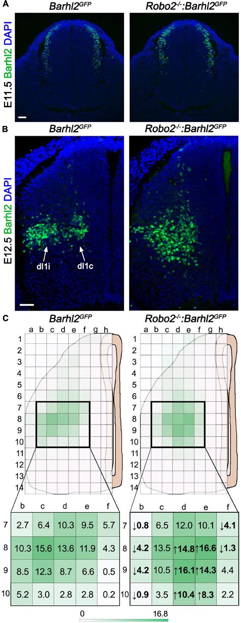 Frontiers Robo2 Receptor Gates The Anatomical Divergence Of Neurons