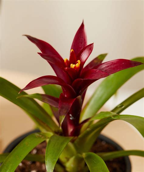 Buy Potted Bromeliad Indoor Plant Collection | Bloomscape in 2022 | Bromeliads, Fall plants ...