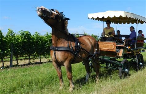 Balade En Cal Che Dans Les Vignes Office De Tourisme De Vend Me