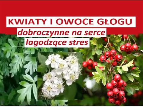 G G Kwiaty G Ogu I Owoce G Ogu Na Serce I Uspokojenie W A Ciwo Ci