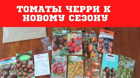Томат Сорт Мишка Косолапый Отзывы Фото — Картинки фотографии