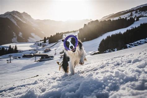 8 Interesting Avalanche Rescue Dog Facts - Praise The Dogs