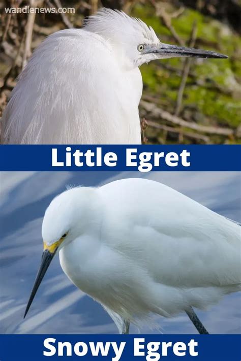 Little Egret Vs Snowy Egret Whats The Difference