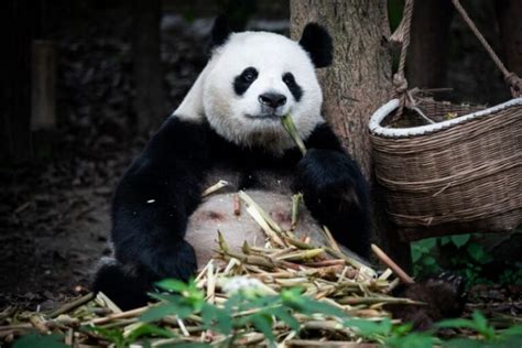 Top Interesting Facts About Giant Pandas