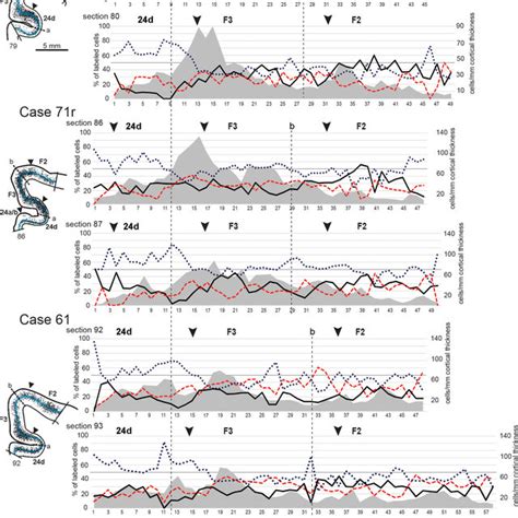 Percent Laminar Distribution And Density Of The Retrograde Labeling In