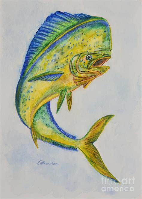 Mahi Mahi Drawing At Getdrawings Free Download