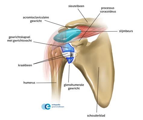 Schouder Anatomie Body Pain Yogaposes Excersise