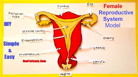 External Diagram Of Female Reproductive System Flow Chart Of