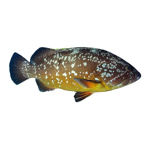 Mero 13 Kg Epinephelus Marginatus