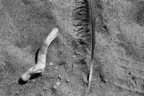 Free Images Sand Rock Black And White Wood Texture Leaf Shadow