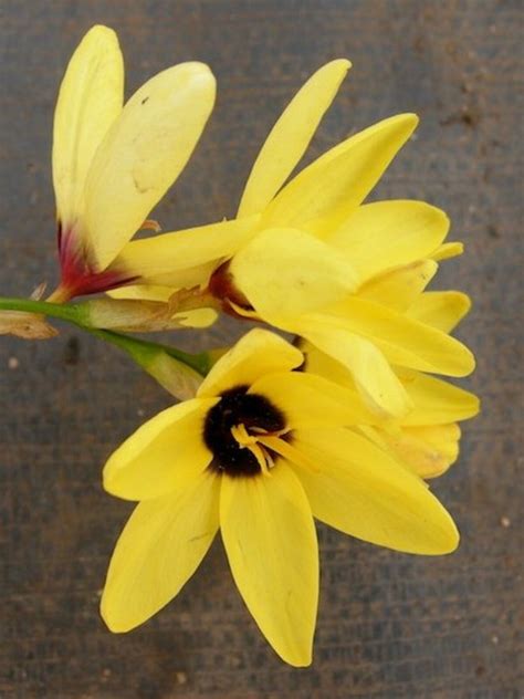 Ixia Yellow Emperor 5xDB Beth Chatto S Plants Gardens